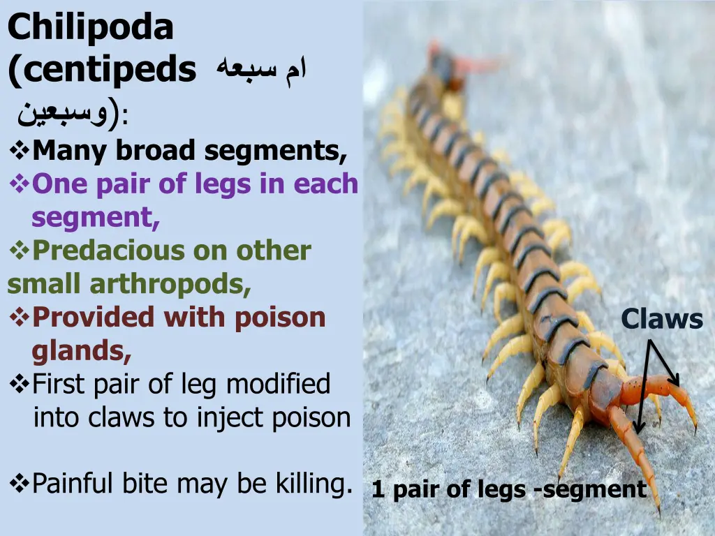 chilipoda centipeds many broad segments one pair