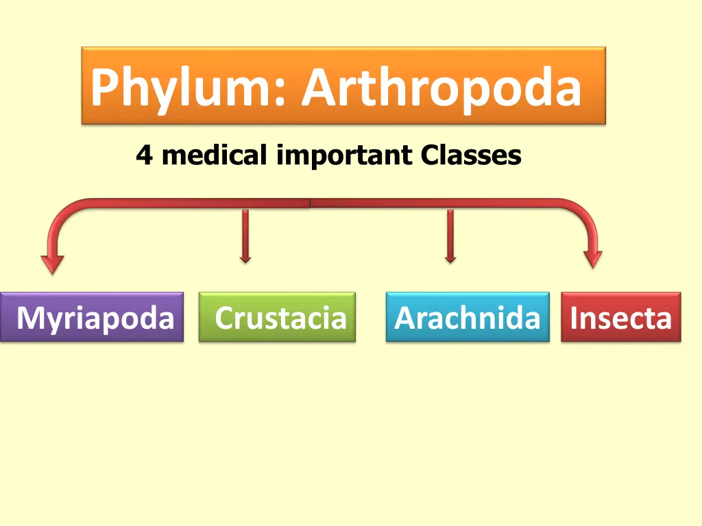 phylum arthropoda