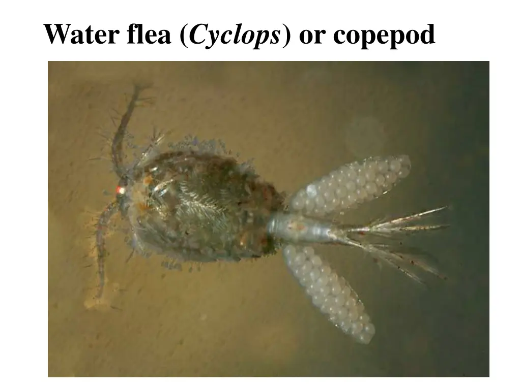 water flea cyclops or copepod