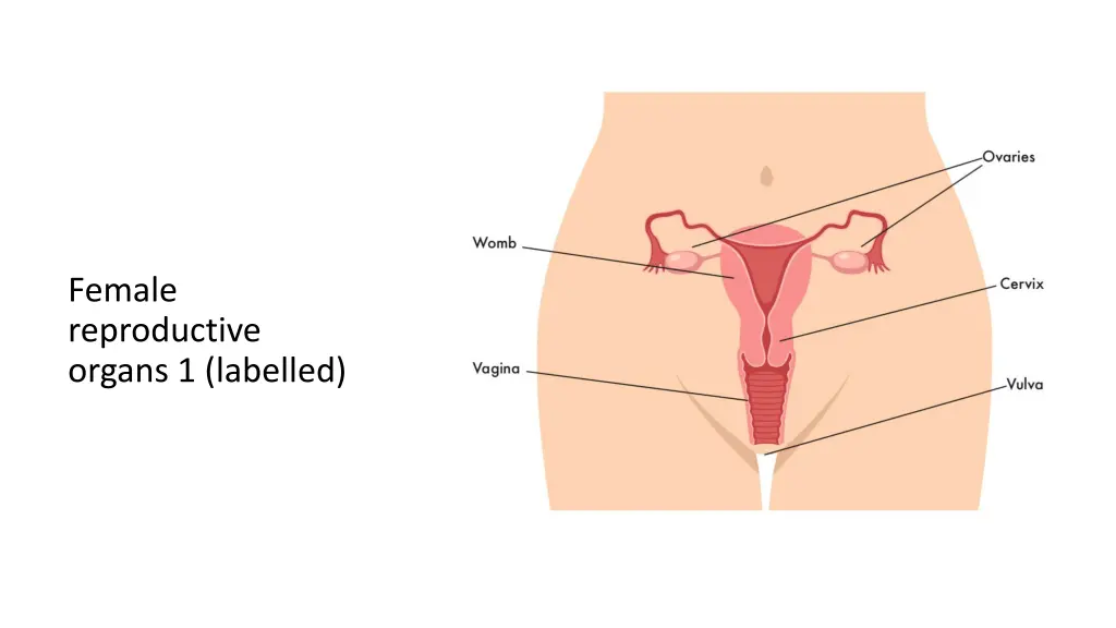 female reproductive organs 1 labelled