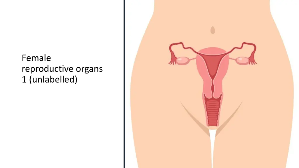 female reproductive organs 1 unlabelled