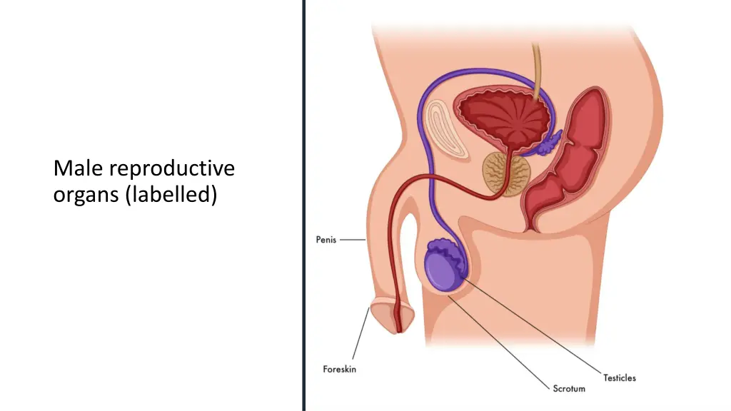 male reproductive organs labelled