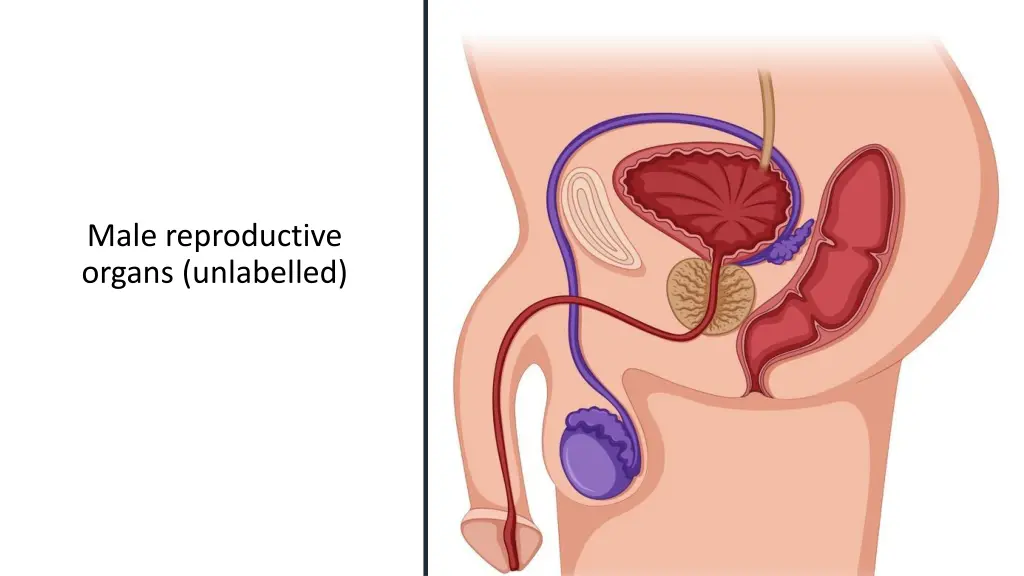 male reproductive organs unlabelled