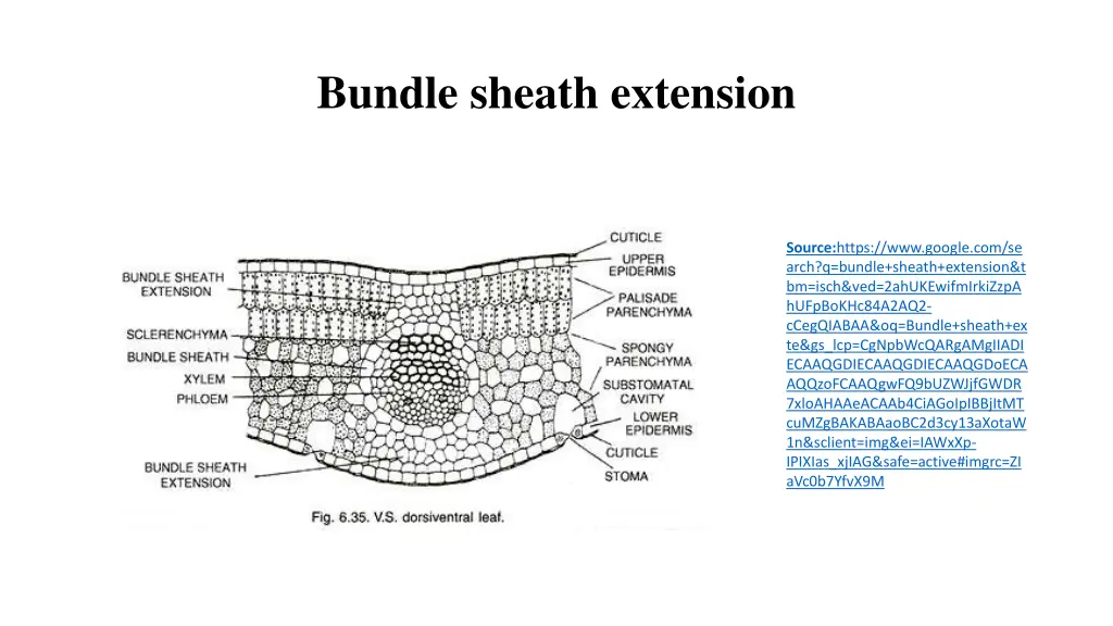 bundle sheath extension 1