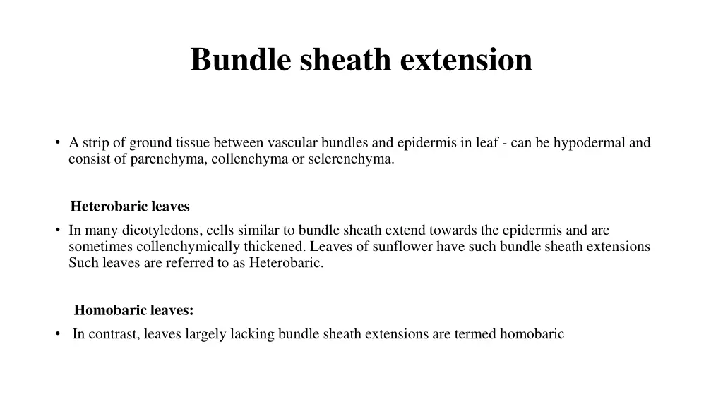 bundle sheath extension