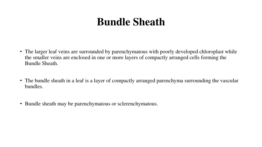 bundle sheath