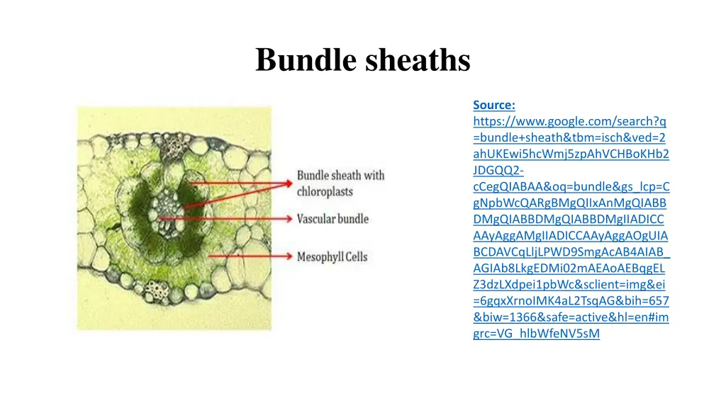 bundle sheaths 1