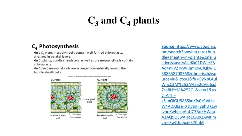 c 3 and c 4 plants