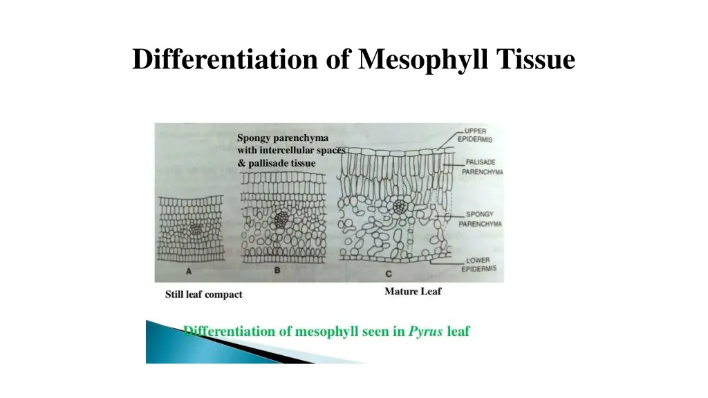 differentiation of mesophyll tissue 1