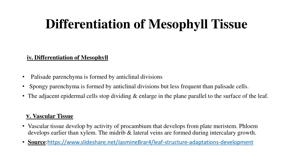 differentiation of mesophyll tissue