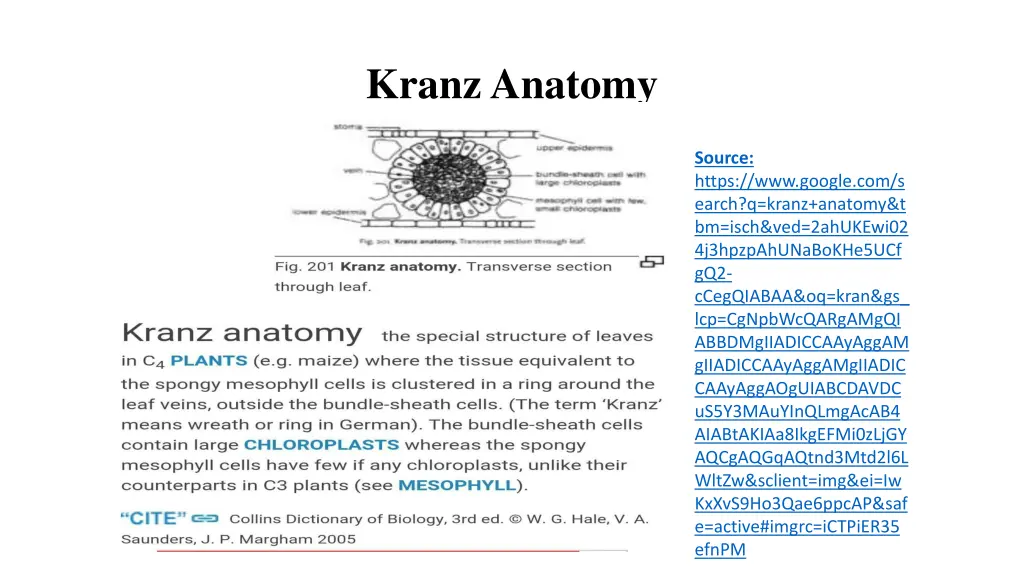 kranz anatomy