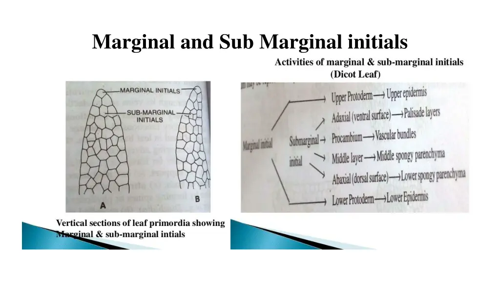 marginal and sub marginal initials