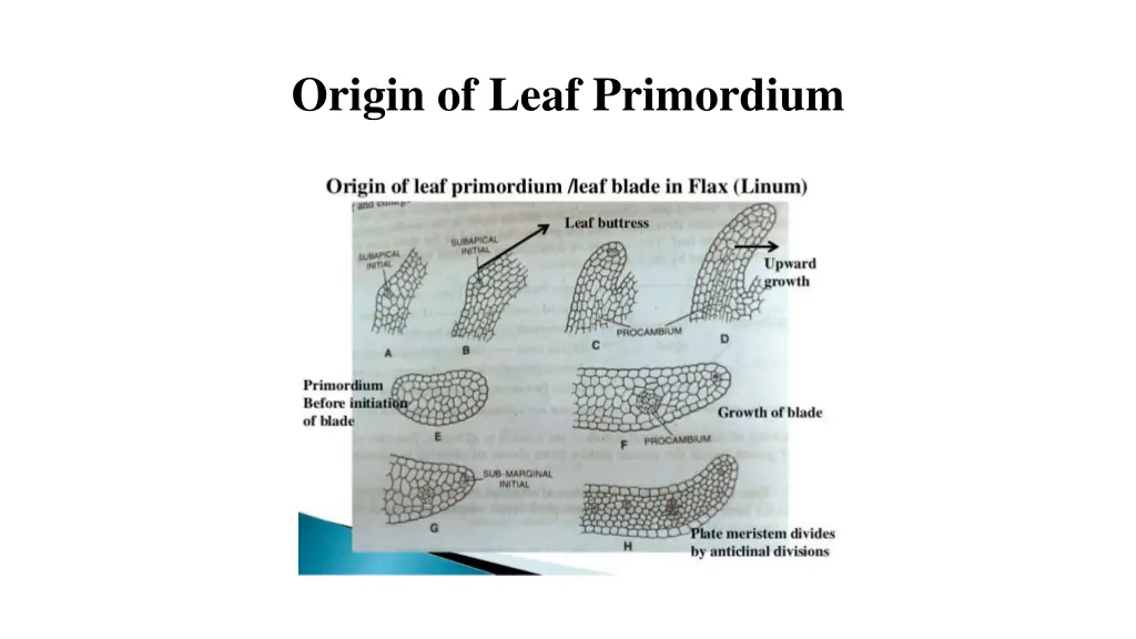 origin of leaf primordium