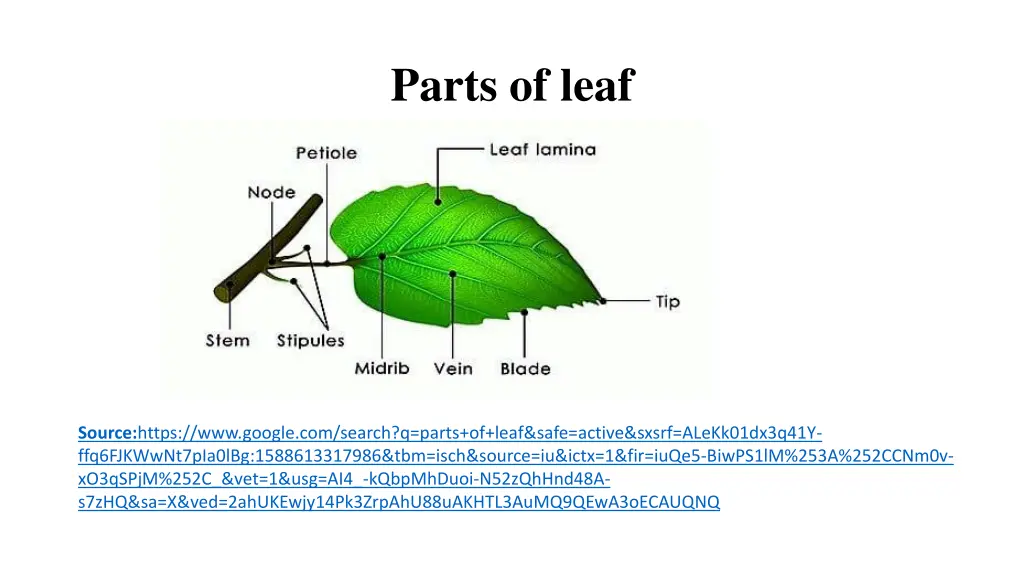 parts of leaf