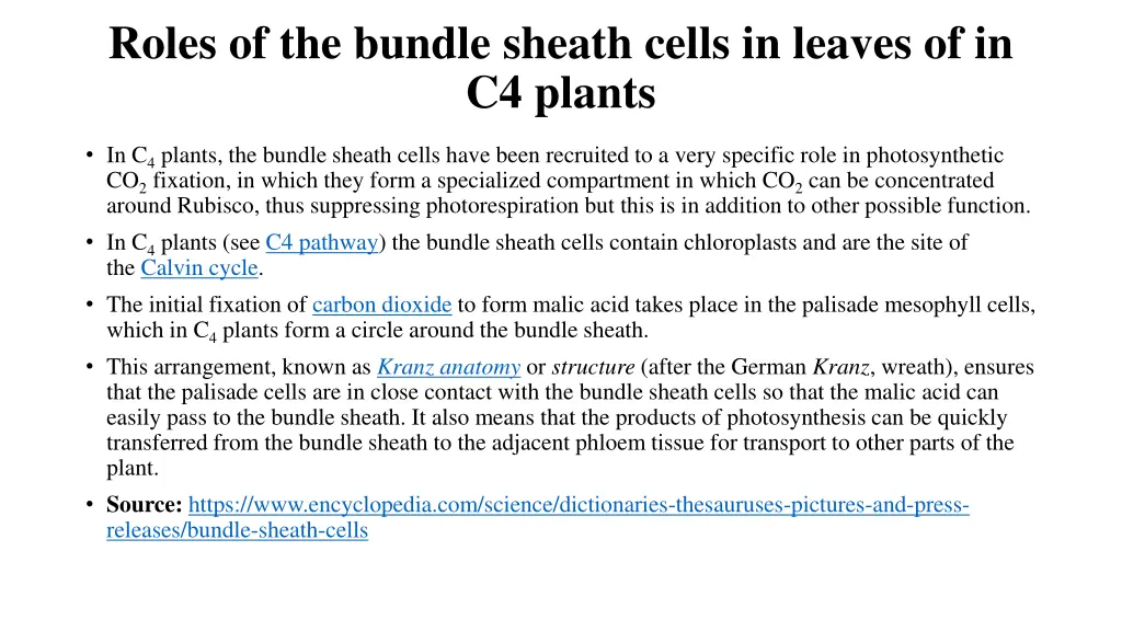 roles of the bundle sheath cells in leaves 1