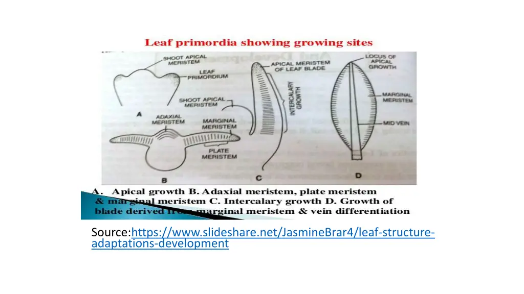 source https www slideshare net jasminebrar4 leaf