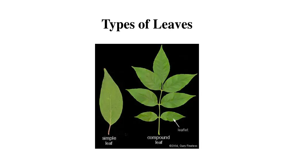 types of leaves 1