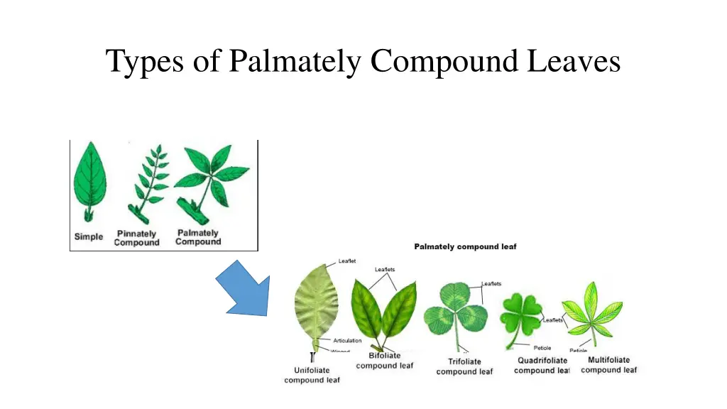 types of palmately compound leaves