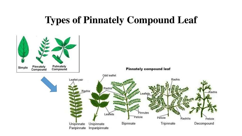 types of pinnately compound leaf