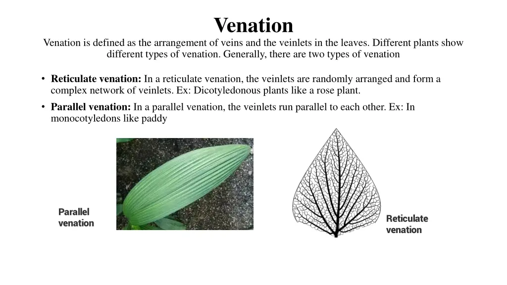 venation