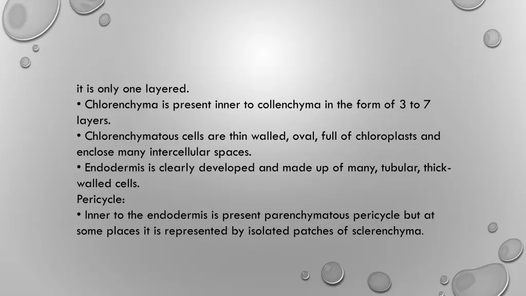 it is only one layered chlorenchyma is present