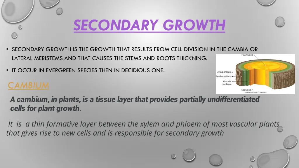 secondary growth