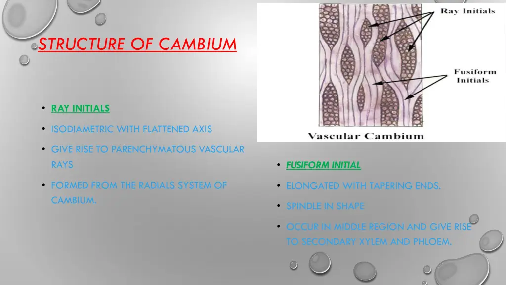 structure of cambium