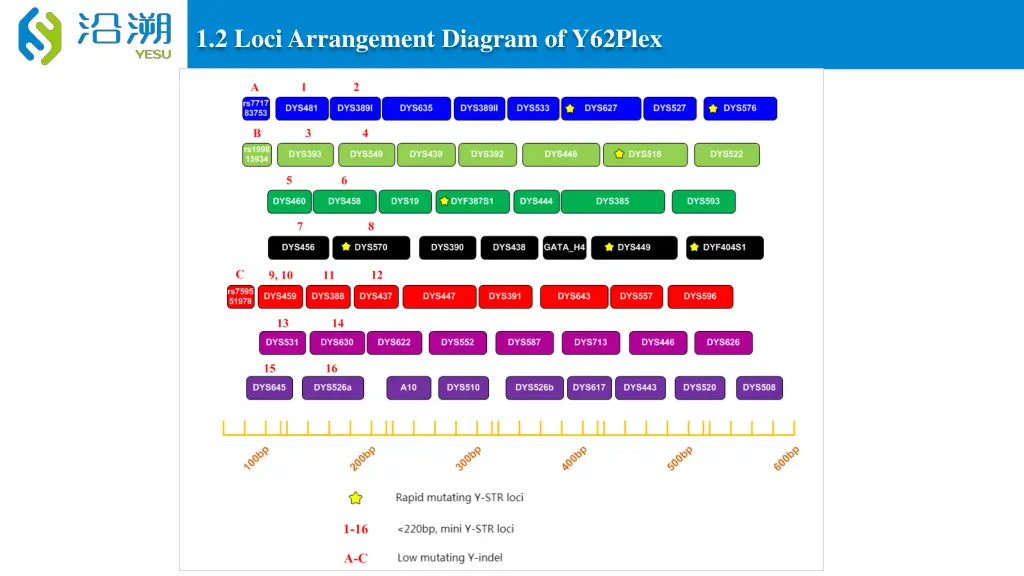 1 2 loci arrangement diagram of y62plex