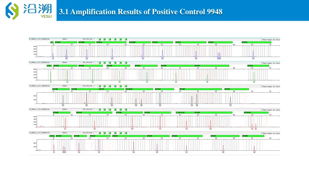 3 1 amplification results of positive control 9948