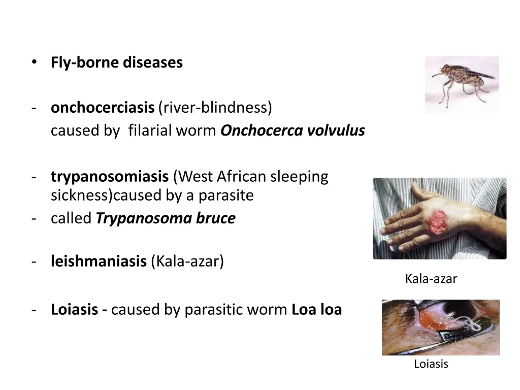 fly borne diseases