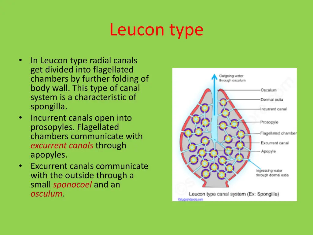 leucon type