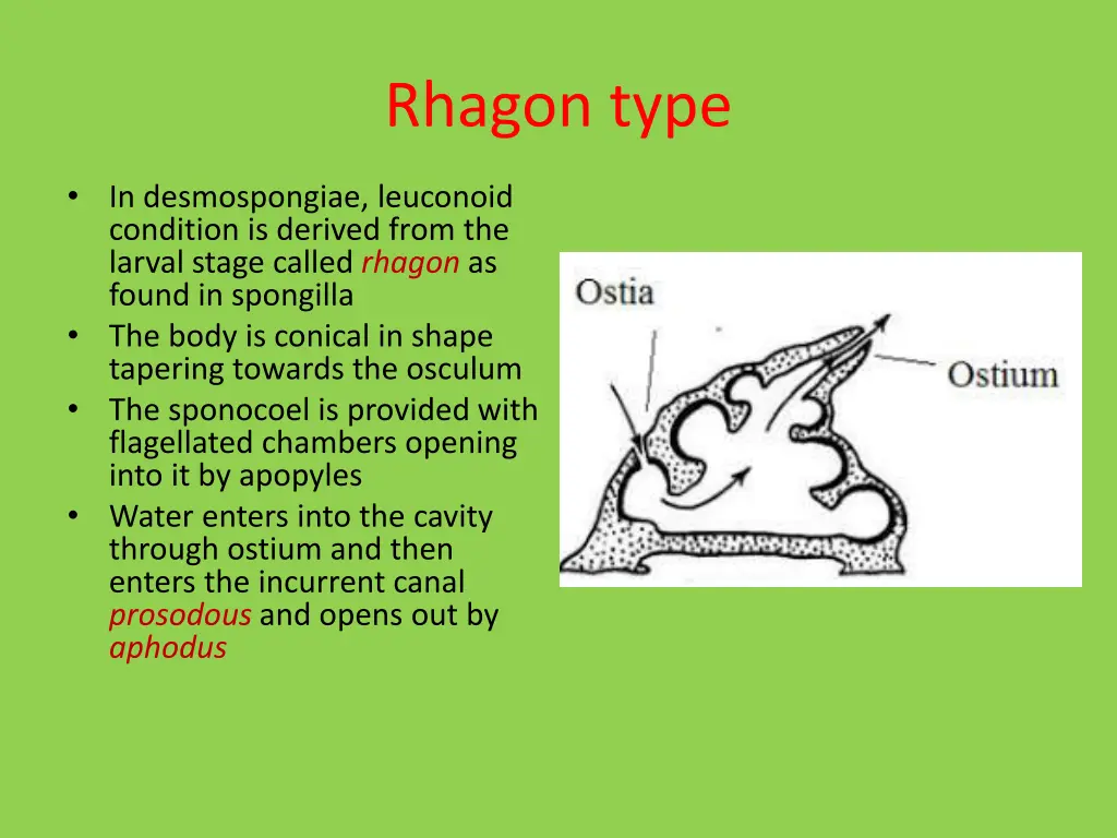 rhagon type