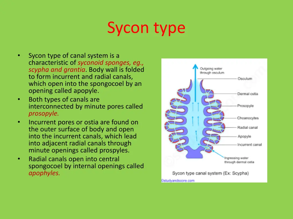 sycon type