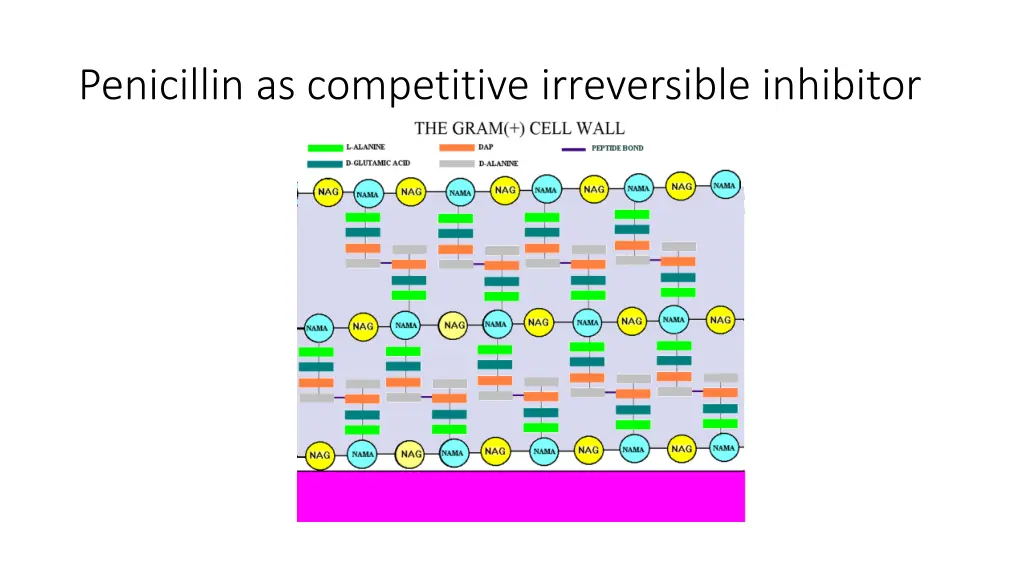 penicillin as competitive irreversible inhibitor