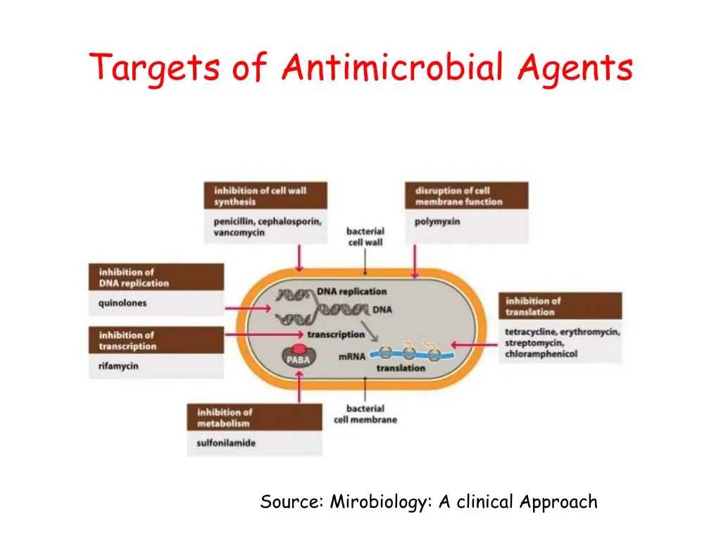 targets of antimicrobial agents