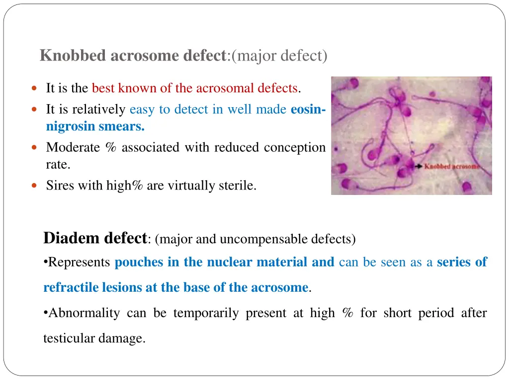 knobbed acrosome defect major defect