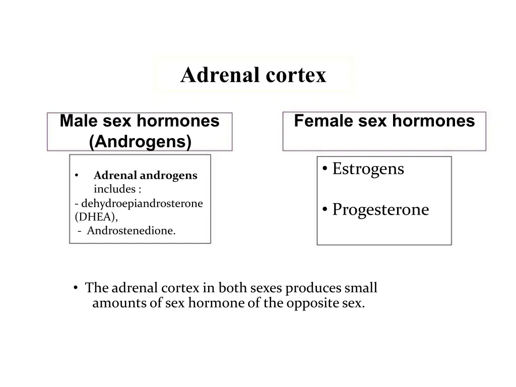 adrenal cortex 1