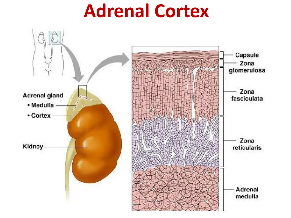 adrenal cortex