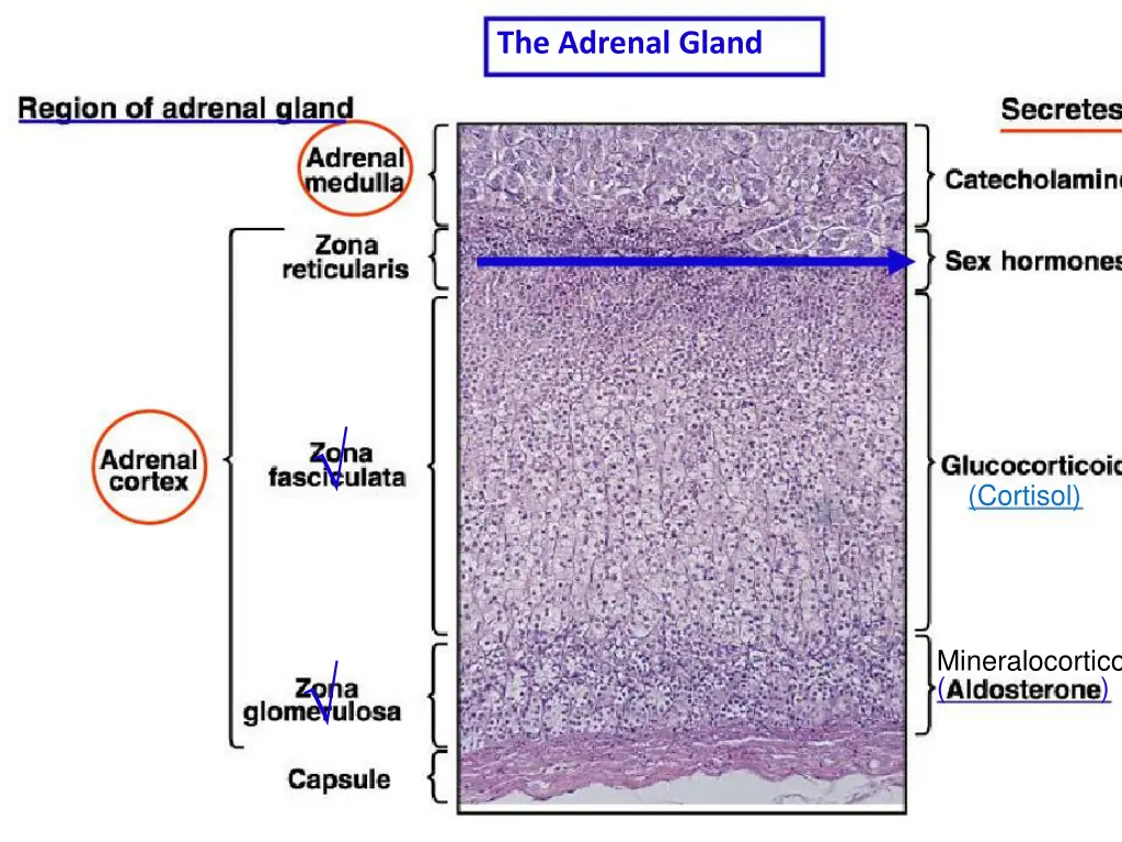 the adrenal gland