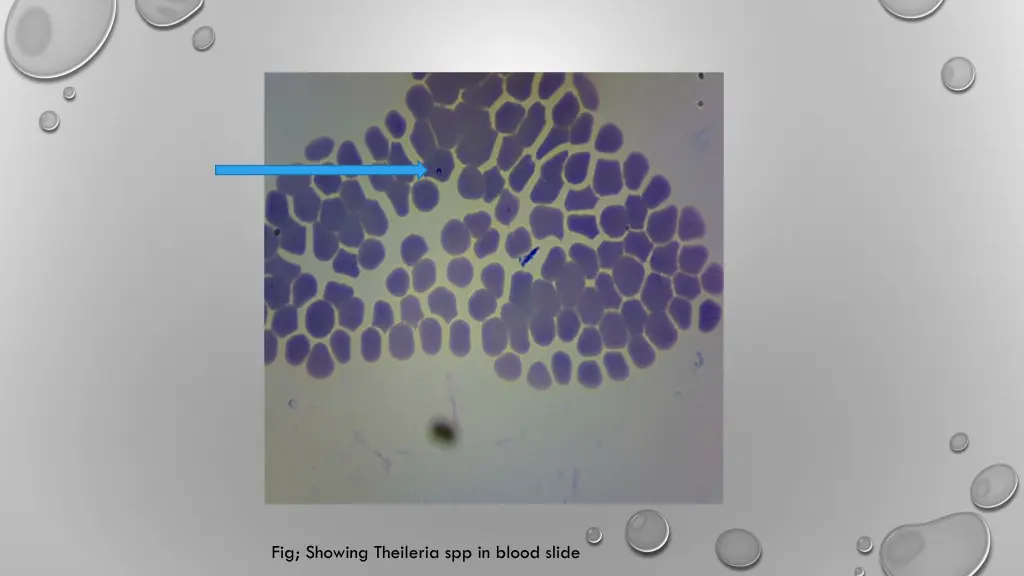 fig showing theileria spp in blood slide