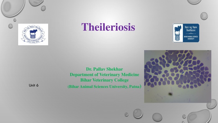 theileriosis