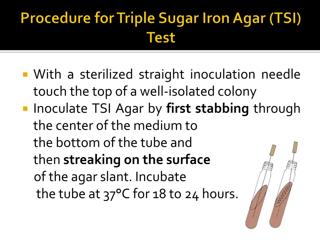 with a sterilized straight inoculation needle