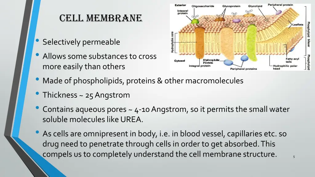 cell membrane