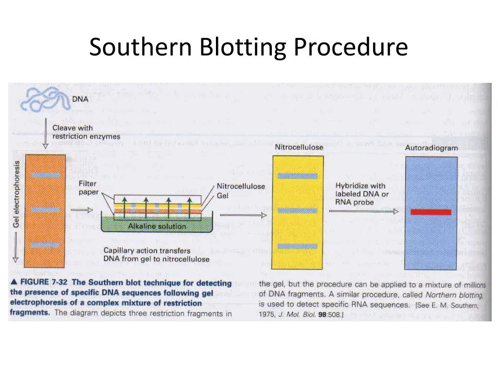 southern blotting procedure