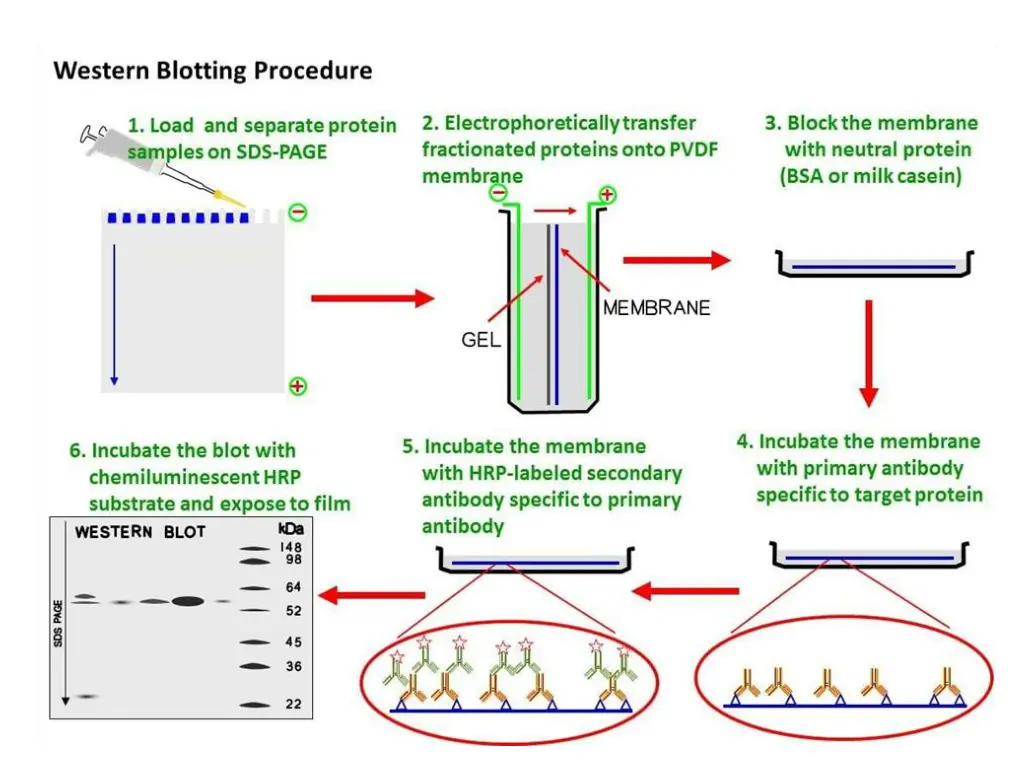 western blot