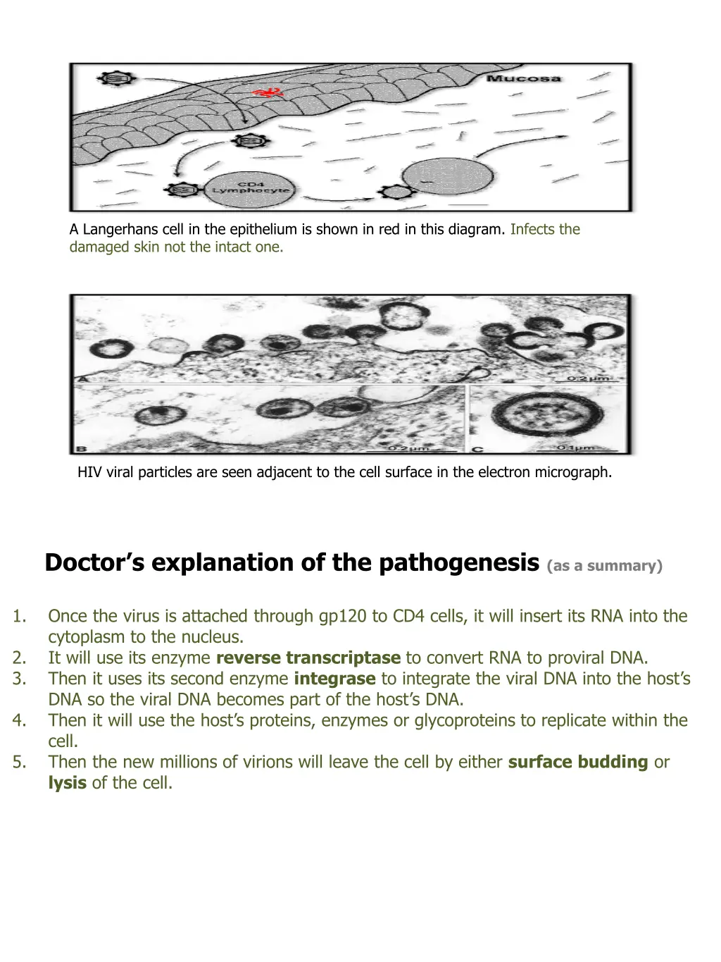 a langerhans cell in the epithelium is shown