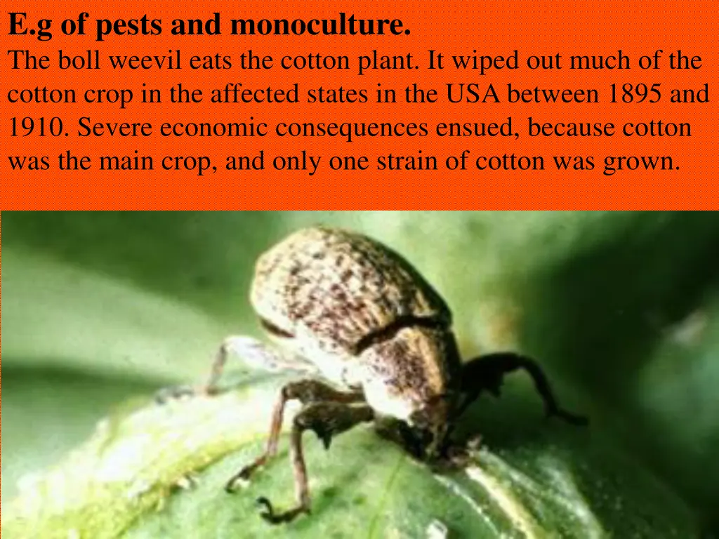 e g of pests and monoculture the boll weevil eats