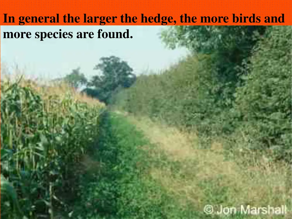 in general the larger the hedge the more birds