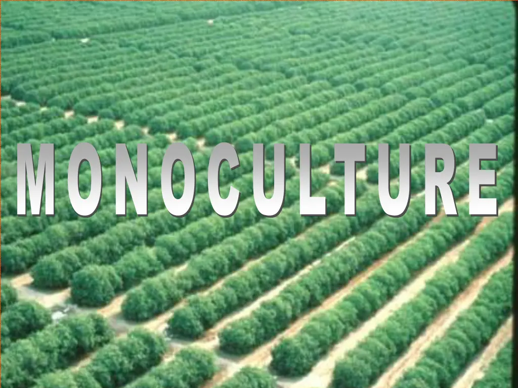 monoculture