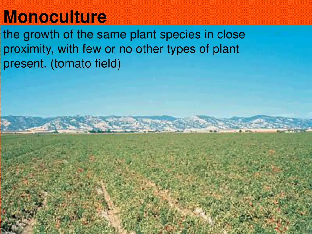 monoculture the growth of the same plant species